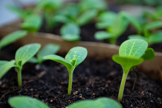 Cucumber seedlings cultivated in greenhouse conditions. Agriculture. Horticulture. Organic eco farming. Gardening. Agribusiness. Web banner