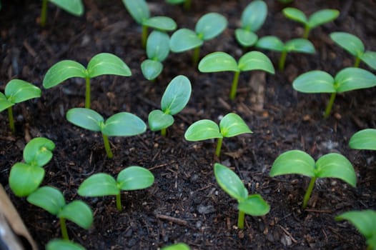 View from above of sprouted cucumber seedlings saplings cultivated in fertilized earth. Horticulture. Organic eco farming. Gardening.