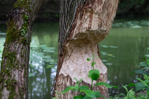 tree by the river, gnawed by beavers