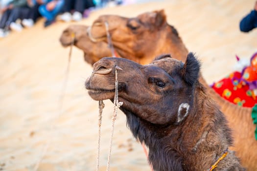 close up shot of Indian camel baying while sitting on sand with tourists in distance showing a popular attraction of people riding these animals in Sam Thar desert in Jaisalmer Rajasthan India