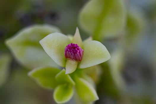 Floral background. Beautiful succulent flower plant.