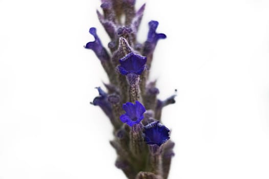 Floral background. Extreme close-up of a beautiful purple lavender flower flower isolated over white background.