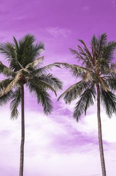 Two coconut palm trees, sky background, front vertical nature frame. Calm relax rest meditation.