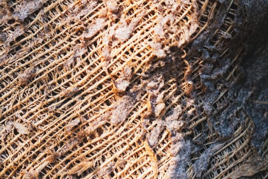 Close up Texture Crossed lines Fibers Coconut Palm tree. Energy of Nature kinesthetic sensations.