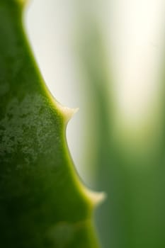 Extreme close-up of green succulent leaf of aloe vera flower exotic tropical plant with texture, isolated white background.