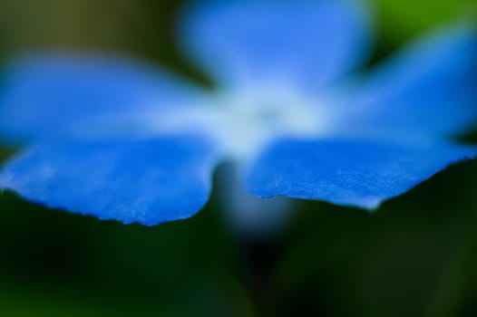 Floral background. Beautiful blue flower in the spring in the backyard