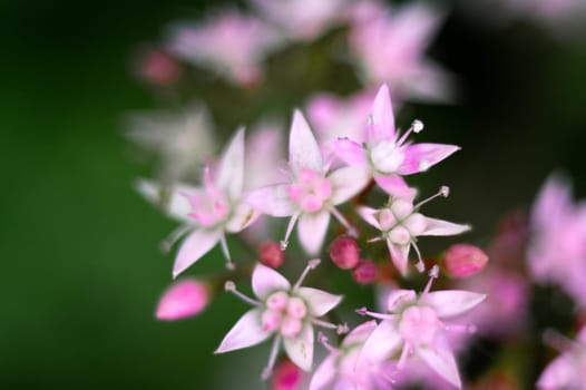 Floral background. Beautiful pink flower in the spring in the backyard against green background.