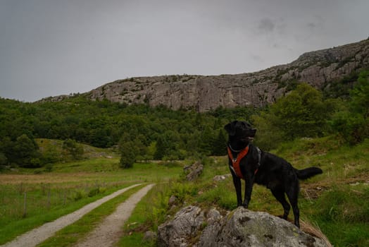 A black Labrador retriever stands on a rock in a scenic mountainous countryside, with a dirt road, lush greenery, and rustic houses in the background.