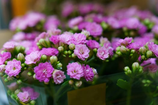 A collection of pink flowers Kalanchoe arranged neatly in a vase.
