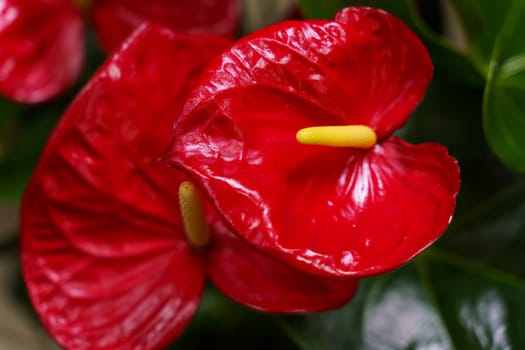 A detailed view of vibrant red flowers Anthurium Minnesota blooming in a pot, showcasing their intricate petals and lush green leaves in a close-up shot.
