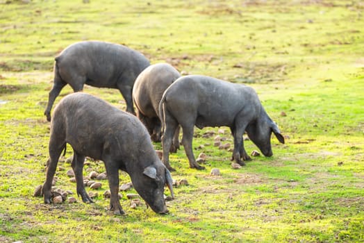 Pigs graze on farm in countryside of navalvillar de pela,  Extremadura