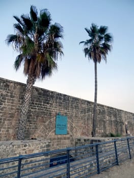 Two tall palm trees near the stone wall of the old city. Akko, Israel - November 30, 2023