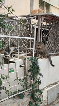 yard street, metal fence lattice, two cats pets. High quality photo