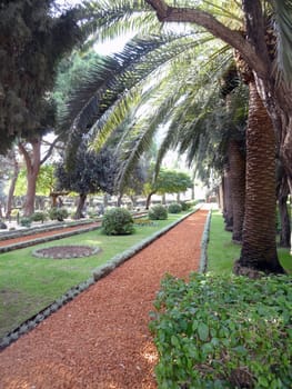 Path in the park with flowers and palm trees on a sunny summer day. High quality photo