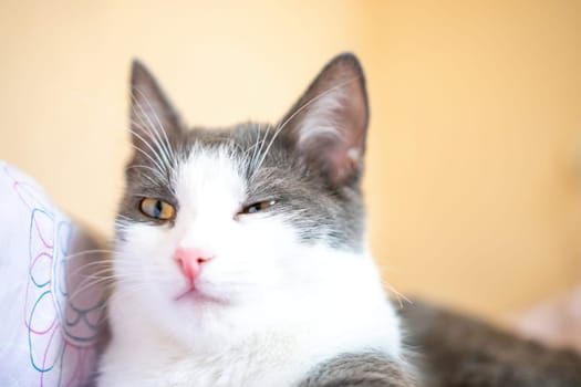 Funny cat is laying on a bed with a pink and white blanket. The cat is looking at the camera with a curious expression