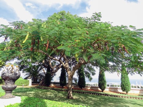 Beautiful carob tree in the park on a sunny day. High quality photo