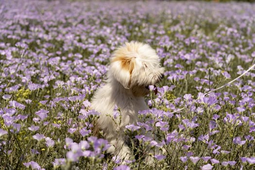 Dog walks in park in clearing among wild flowers and grass. Natural background with cute white dog puppy sitting on a summer Sunny meadow surrounded by flowers