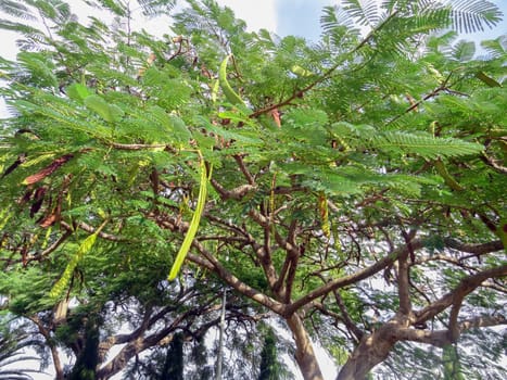 Beautiful carob tree in the park on a sunny day. High quality photo