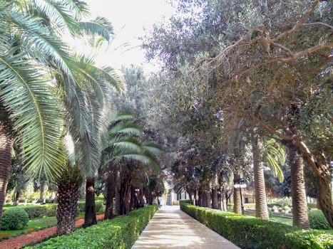 Path in the park with flowers and palm trees on a sunny summer day. High quality photo