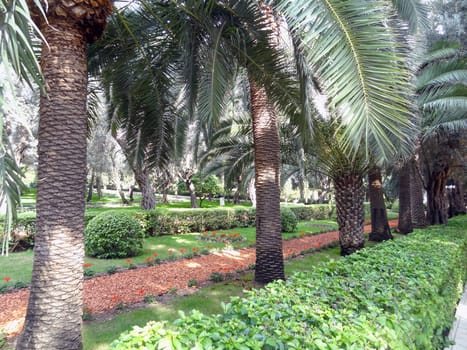 Path in the park with flowers and palm trees on a sunny summer day. High quality photo