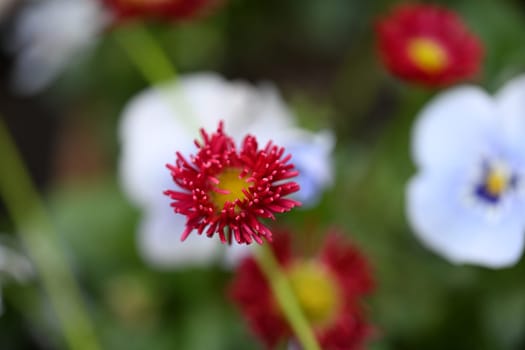 Red Bellis Perenis as a close-up