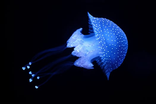 Tropical Jellyfish Phyllorhiza punctata white-spotted jellyfish aka floating bell, Australian spotted jellyfish underwater