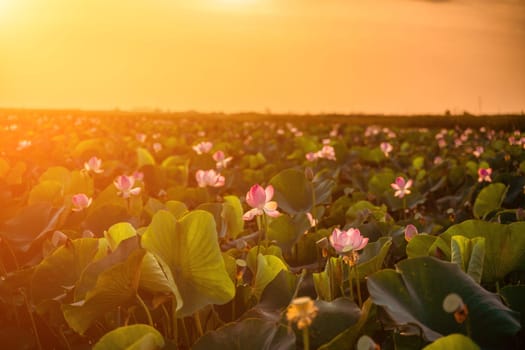 Sunrise in the field of lotuses, Pink lotus Nelumbo nucifera sways in the wind. Against the background of their green leaves. Lotus field on the lake in natural environment