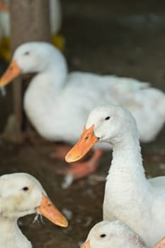 Flock of ducks on the rural farm. Poultry and subsistence farming concept