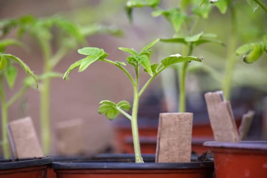 Collection of potted plants arranged in an indoor setting, with the pots varying in color and size, containing tomato seedlings