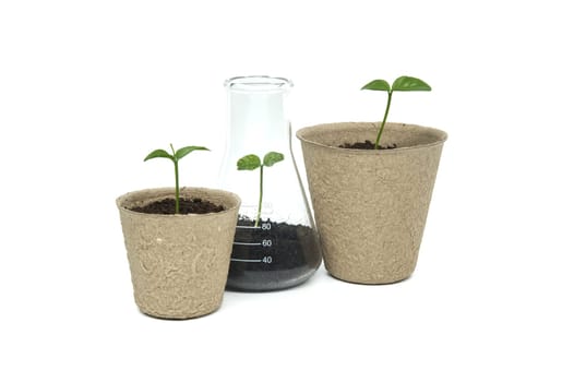 Biodegradable cups containing soil and sprouts are placed near conical glass flask, also filled with soil and featuring a slightly larger green plant