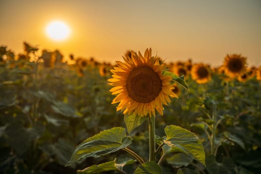 Field sunflowers in the warm light of the setting sun. Summer time. Concept agriculture oil production growing