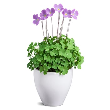Plants isolated on transparent background
