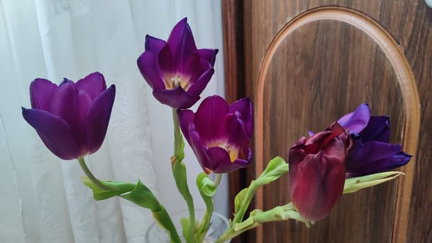 purple tulips with yellow centers, flowers, plant flora, botanical species variety. High quality photo