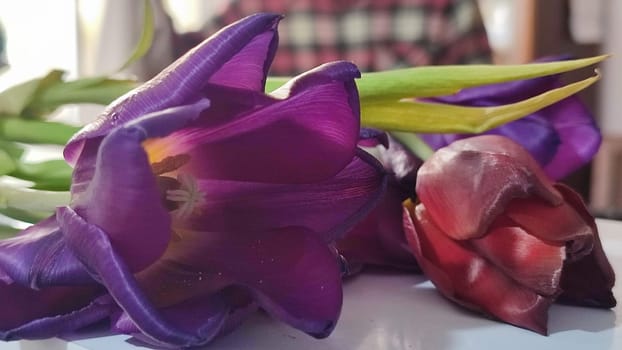 purple tulips with yellow centers, flowers, plant flora, botanical species variety. High quality photo