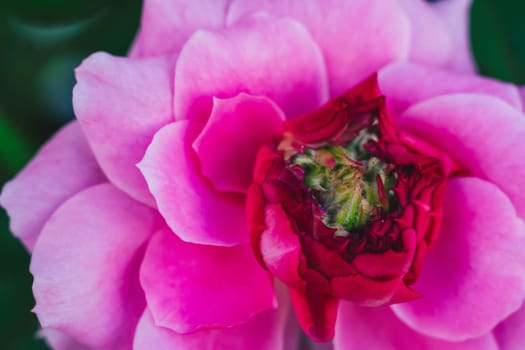 Close up open centre of bright pink rose. Natural beauty. Tenderness lightness joy happiness love.