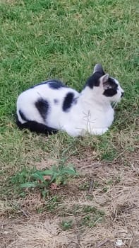 black and white cat sitting in green grass, pets, animals nature. High quality photo