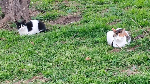 black and white cat sitting in green grass, pets, animals nature. High quality photo