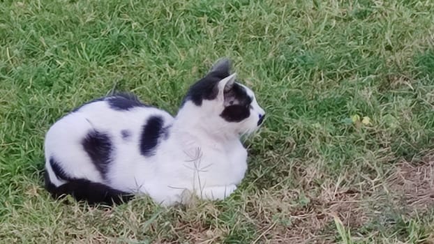 black and white cat sitting in green grass, pets, animals nature. High quality photo