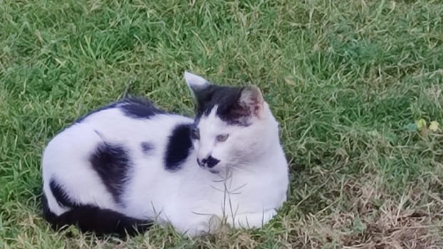 black and white cat sitting in green grass, pets, animals nature. High quality photo