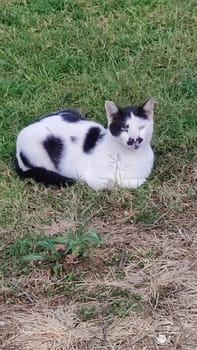 black and white cat sitting in green grass, pets, animals nature. High quality photo