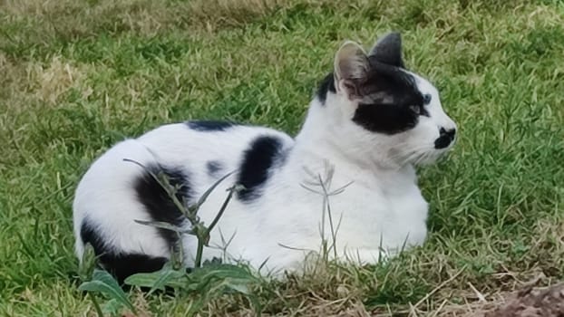 black and white cat sitting in green grass, pets, animals nature. High quality photo