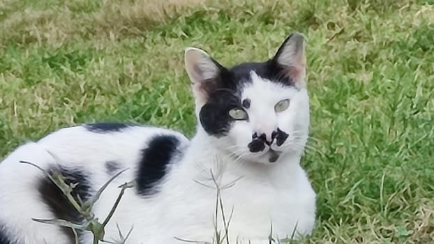 black and white cat sitting in green grass, pets, animals nature. High quality photo