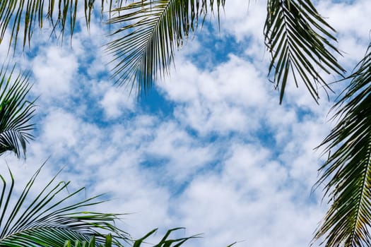 Coconut green tropical palm branches blue sky white clouds abstract background bright shiny sun day beautiful nature summer. Joy happiness harmony tranquility calm life.