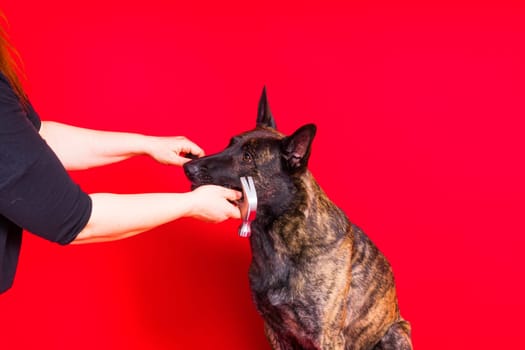 Dog with hammer isolated on a red and yellow background