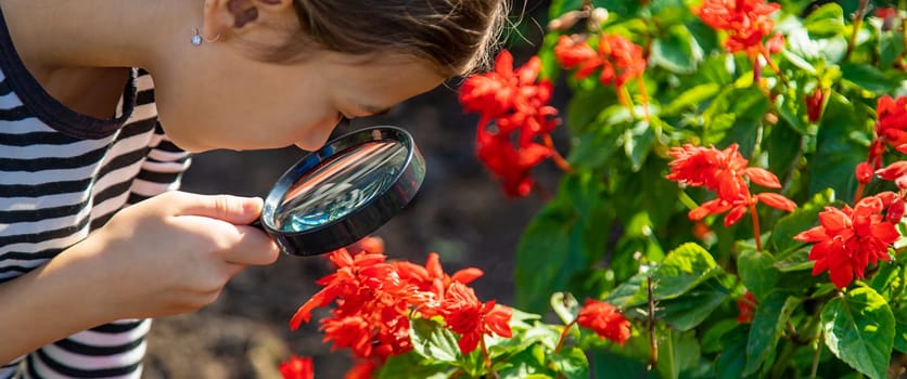 Children look through a magnifying glass at a plant. Selective focus. Kid.