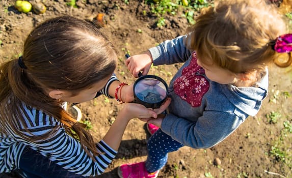 Children examine the soil with a magnifying glass. Selective focus. Kid.