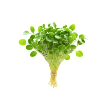 Microgreen isolated on transparent background