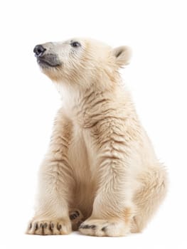 This inquisitive polar bear cub sits upright on a white backdrop, its bright eyes conveying a sense of wonder and curiosity. Animal isolated on white background