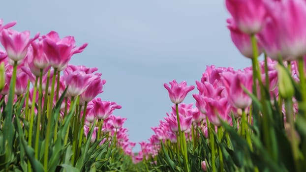 A breathtaking view of vibrant pink tulips swaying in a gentle breeze, set against the backdrop of a clear blue sky in a field in Texel, Netherlands.