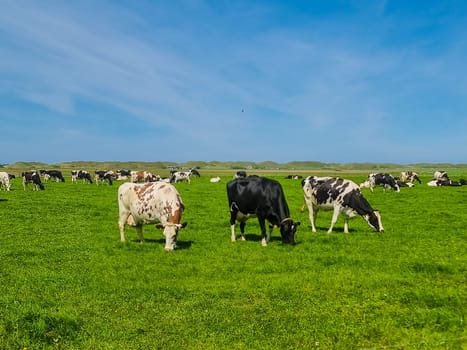 A lively group of cows peacefully grazing on a lush green field in Texel, creating a harmonious sight in nature.